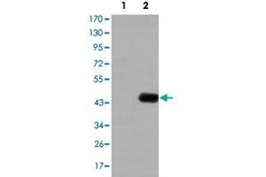 Western blot analysis using CEACAM5 monoclonal antibody, clone 1C7  against HEK293 (1) and CEACAM5-hIgGFc transfected HEK293 (2) cell lysate.