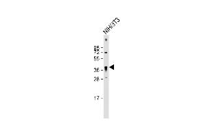Anti-QKI Antibody (N-term) at 1:2000 dilution + NIH/3T3 whole cell lysate Lysates/proteins at 20 μg per lane.