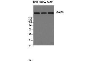 Western Blotting (WB) image for anti-Laminin, alpha 5 (LAMA5) (Internal Region) antibody (ABIN3175811) (Laminin alpha 5 antibody  (Internal Region))