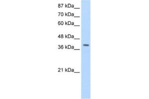 Western Blotting (WB) image for anti-La Ribonucleoprotein Domain Family, Member 7 (LARP7) antibody (ABIN2462269)