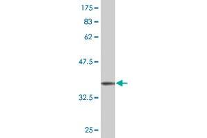 Western Blot detection against Immunogen (37. (STYK1 antibody  (AA 50-159))
