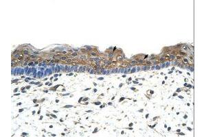 Image no. 1 for anti-Apolipoprotein B mRNA Editing Enzyme, Catalytic Polypeptide-Like 2 (APOBEC2) (N-Term) antibody (ABIN202087) (APOBEC2 antibody  (N-Term))