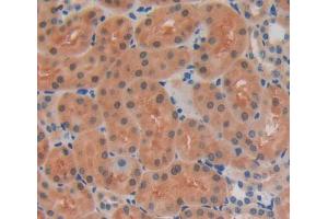 Used in DAB staining on fromalin fixed paraffin- embedded kidney tissue (ERI1 antibody  (AA 1-345))