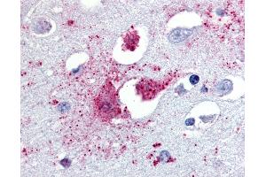 Anti-TAAR1 antibody IHC of human brain, amygdala. (TAAR1 antibody  (N-Term))