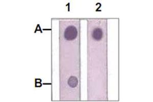 Dot Blot : 1 ug peptide was blot onto NC membrane. (STAT1 antibody  (pTyr701))