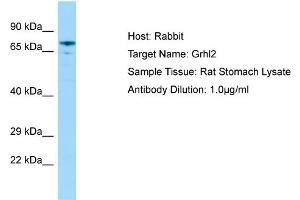 WB Suggested Anti-Grhl2 Antibody   Titration: 1. (GRHL2 antibody  (N-Term))