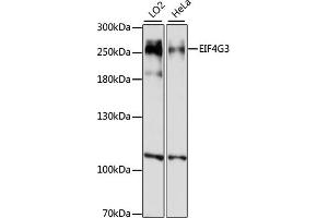 Western blot analysis of extracts of various cell lines, using EIF4G3 antibody (ABIN7267044) at 1:1000 dilution. (EIF4G3 antibody  (AA 1000-1200))
