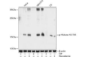Western blot analysis of extracts of various cell lines, using Phospho-Histone H3-T45 antibody (ABIN7267692) at 1:1000 dilution. (Histone 3 antibody  (H3T45p))