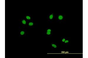 Immunofluorescence of purified MaxPab antibody to RASSF8 on HeLa cell. (RASSF8 antibody  (AA 1-392))