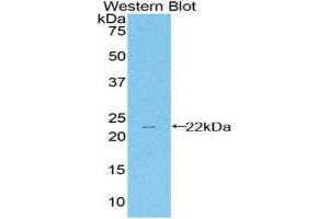 Western Blotting (WB) image for anti-Heat Shock 27kDa Protein 2 (HSPB2) (AA 12-170) antibody (ABIN1859222) (HSPB2 antibody  (AA 12-170))