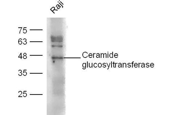 UGCG antibody  (AA 21-120)