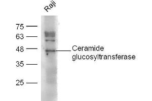 Raji lysates probed with Ceramide glucosyltransferase Polyclonal Antibody, unconjugated  at 1:300 overnight at 4°C followed by a conjugated secondary antibody at 1:10000 for 60 minutes at 37°C. (UGCG antibody  (AA 21-120))
