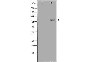 Western blot analysis of A549 cell lysate, using GLB1 Antibody. (GLB1 antibody  (Internal Region))