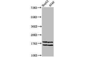 Western Blot Positive WB detected in: HepG2 whole cell lysate, A549 whole cell lysate (All treated with 30 mM sodium butyrate for 4h) All lanes: HIST1H2AG antibody at 1 μg/mL Secondary Goat polyclonal to rabbit IgG at 1/50000 dilution Predicted band size: 15 kDa Observed band size: 15 kDa (HIST1H2AG antibody  (acLys36))