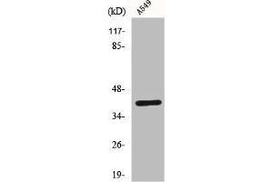 Western Blot analysis of A549 cells using Connexin 43 Polyclonal Antibody (Connexin 43/GJA1 antibody  (C-Term))