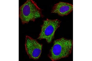 Fluorescent image of HepG2 cells stained with XAF1 . (PDIA6 antibody  (AA 144-172))