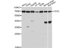 Western blot analysis of extracts of various cell lines, using CD33 Antibody. (CD33 antibody)