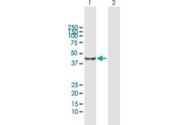 BHMT2 antibody  (AA 1-363)