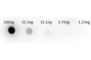 Dot Blot of Sheep anti-Aspartate Transaminase Antibody. (Aspartate Transaminase antibody  (HRP))