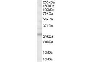 ABIN185363 staining (0. (MOG antibody  (C-Term))