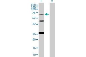Western Blot analysis of NR2C2 expression in transfected 293T cell line by NR2C2 MaxPab polyclonal antibody. (TR4 antibody  (AA 1-530))