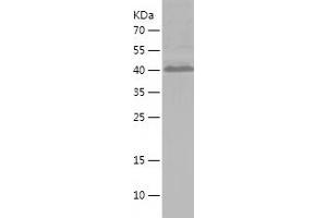 Western Blotting (WB) image for Cytochrome C Oxidase Subunit IV Isoform 2 (Lung) (COX4I2) (AA 1-171) protein (His-IF2DI Tag) (ABIN7283946) (COX4I2 Protein (AA 1-171) (His-IF2DI Tag))