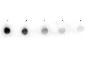 Dot Blot results of Rabbit Anti-Arginase Peroxidase Conjugated. (ARG antibody  (HRP))