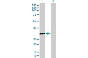Western Blot analysis of COMTD1 expression in transfected 293T cell line by COMTD1 MaxPab polyclonal antibody. (COMTD1 antibody  (AA 1-262))