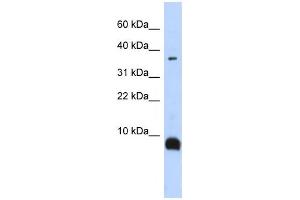 Western Blotting (WB) image for anti-Tachykinin 3 (TAC3) antibody (ABIN2458648) (Tachykinin 3 antibody)