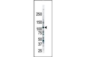 Western blot analysis of anti-FLT3 Pab in 293 cell lysate. (FLT3 antibody  (C-Term))