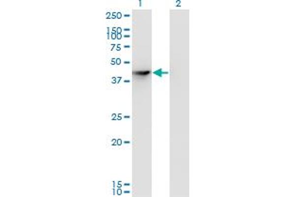 SEPHS1 antibody  (AA 1-96)