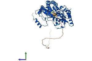 Protein Structure (PS) image for Alanine-Glyoxylate Aminotransferase 2-Like 1 (AGXT2L1) (AA 1-499) protein (His tag) (ABIN7552531)