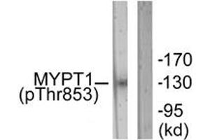 Western blot analysis of extracts from NIH-3T3 cells, using MYPT1 (Phospho-Thr853) Antibody. (PPP1R12A antibody  (pThr853))