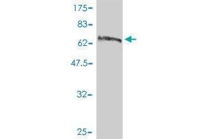 Western Blot detection against Immunogen (78. (C9orf86 antibody  (AA 1-477))