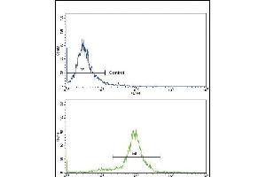Flow cytometric analysis of hela cells using CCL2 Antibody (C-term)(bottom histogram) compared to a negative control cell (top histogram).