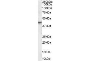 Western Blotting (WB) image for Vitamin D Receptor (VDR) peptide (ABIN369128) (Vitamin D Receptor (VDR) Peptide)