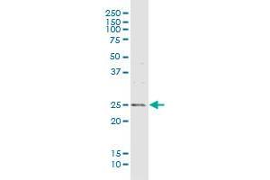 MREG MaxPab rabbit polyclonal antibody. (MREG antibody  (AA 1-214))