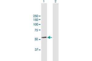 Western Blot analysis of LAP3 expression in transfected 293T cell line by LAP3 MaxPab polyclonal antibody. (LAP3 antibody  (AA 1-519))