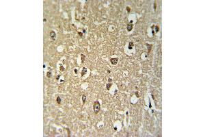 CHRNA3 Antibody IHC analysis in formalin fixed and paraffin embedded brain tissue followed by peroxidase conjugation of the secondary antibody and DAB staining. (CHRNA3 antibody  (N-Term))