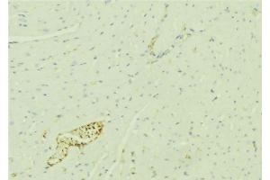 ABIN6276392 at 1/100 staining Mouse liver tissue by IHC-P. (STEAP3 antibody  (N-Term))