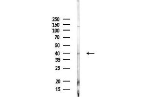 Western blot analysis of lysates from Mouse liver, using CCNDBP1 Antibody at 1/1000 dilution.