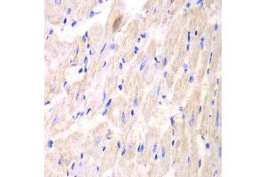 Immunohistochemistry (IHC) image for anti-14-3-3 theta (YWHAQ) (AA 1-245) antibody (ABIN6219666) (14-3-3 theta antibody  (AA 1-245))