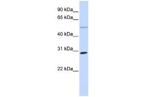 MFAP4 antibody used at 1 ug/ml to detect target protein. (MFAP4 antibody  (N-Term))