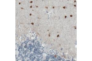 Immunohistochemical staining (Formalin-fixed paraffin-embedded sections) of human cerebellum with SCGN monoclonal antibody, clone CL0273  shows strong immunoreactivity in the molecular layer neurons. (SCGN antibody)