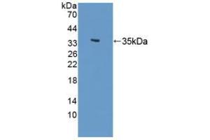 Figure. (LSP1 antibody  (AA 127-331))
