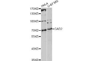 Western blot analysis of extracts of various cell lines, using GAD2 antibody (ABIN5970359) at 1/1000 dilution. (GAD65 antibody)