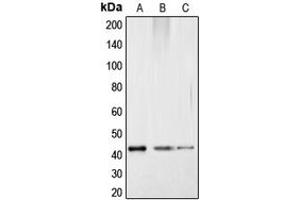 Western blot analysis of CREB (pS121) expression in HepG2 colchicine-treated (A), mouse kidney (B), rat kidney (C) whole cell lysates. (CREB1 antibody  (pSer121))
