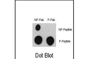 Dot blot analysis of Phospho-ATF2- Antibody (ABIN389760 and ABIN2839684) and ATF2 Non Phospho-specific Pab on nitrocellulose membrane. (ATF2 antibody  (pSer322))