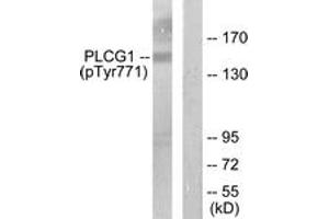 Western blot analysis of extracts from COS7 cells treated with EGF 200ng/ml 30', using PLCG1 (Phospho-Tyr771) Antibody. (Phospholipase C gamma 1 antibody  (pTyr771))