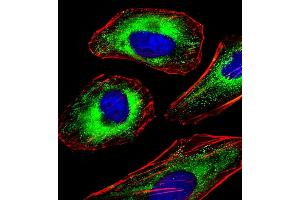 Immunofluorescent analysis of 4 % paraformaldehyde-fixed, 0. (FOXO4 antibody  (AA 206-240))